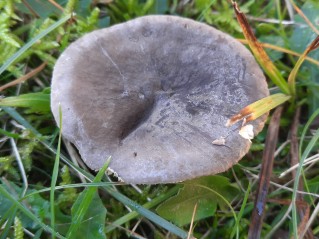 Lactarius picinus