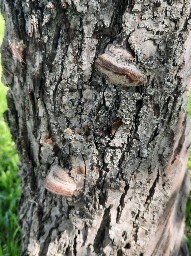 Phellinus pomaceus