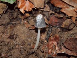 Coprinopsis episcopalis