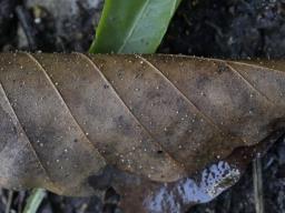 Hymenoscyphus albopunctus