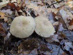 Clitocybe subspadicea