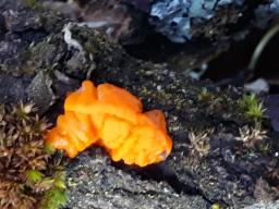 Tremella mesenterica