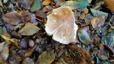 Boletus reticulatus