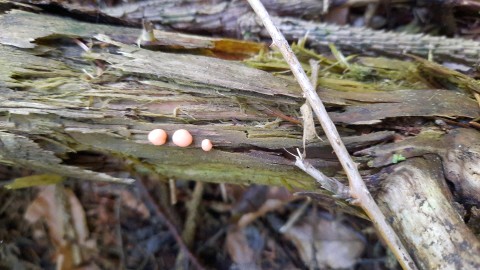 Lycogala epidendrum