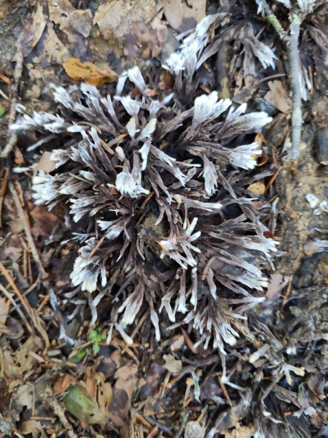 Thelephora anthocephala