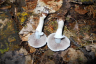 Stropharia aeruginosa