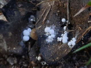 Asterophora lycoperdoides