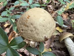 Leccinellum pseudoscabrum