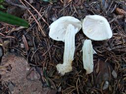 Agaricus sylvicola