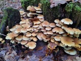 Hypholoma fasciculare