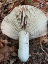 Russula nigricans