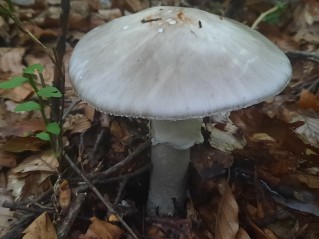 Amanita excelsa