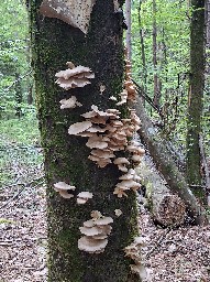Pleurotus pulmonarius