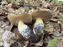 Gyroporus cyanescens