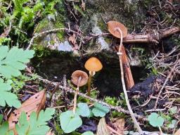 Conocybe vexans