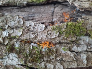 Calocera cornea