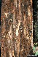 Ips typographus