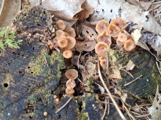 Xeromphalina campanella