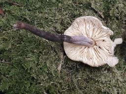 Cystolepiota bucknallii