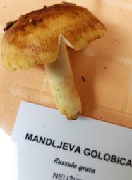 Russula grata