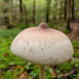 Macrolepiota mastoidea