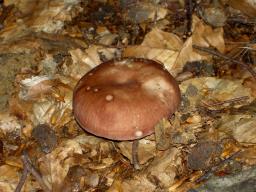 Russula vesca