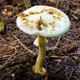 Amanita citrina