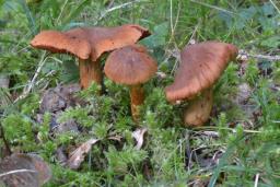 Cortinarius rubellus