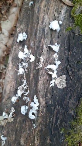 Schizophyllum commune