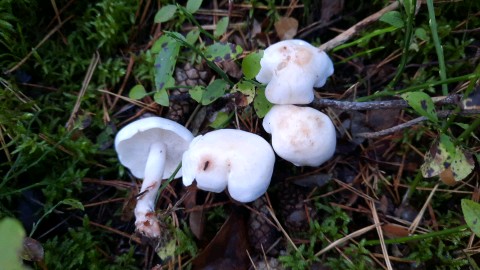 Rhodocollybia maculata