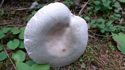 Russula virescens