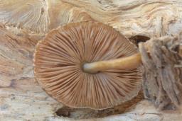 Pluteus umbrosus