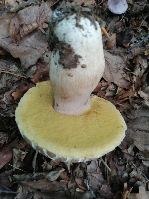 Boletus reticulatus