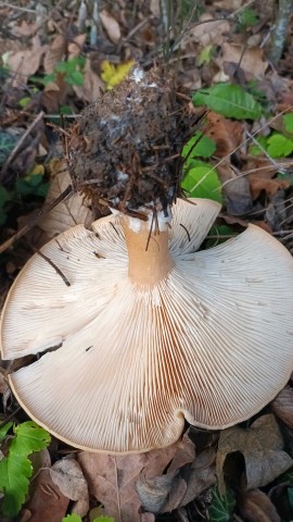 Infundibulicybe geotropa