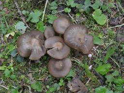 Entoloma sericeum