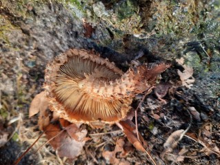 Pholiota squarrosa