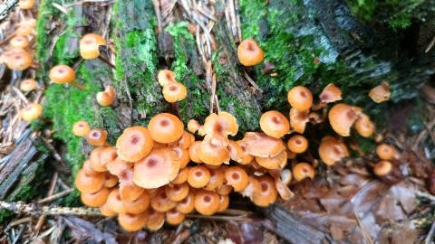 Xeromphalina campanella