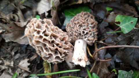 Morchella esculenta