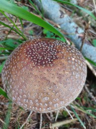 Amanita rubescens