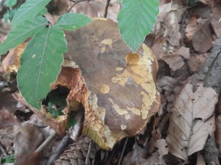 Neoboletus erythropus