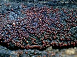 Pseudocosmospora perforaticola