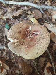 Amanita rubescens