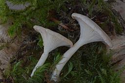 Clitocybe catinus