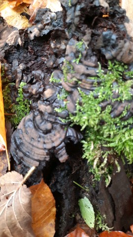 Ganoderma applanatum