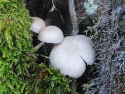 Pluteus inquilinus