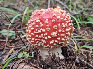 Amanita muscaria