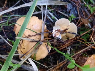 Suillus bovinus