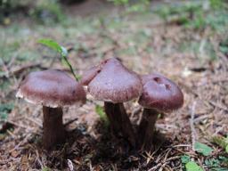 Cortinarius brunneus