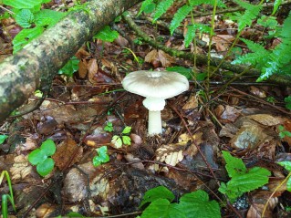 Amanita excelsa