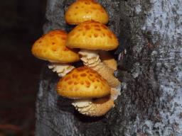 Pholiota adiposa